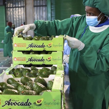 A worker at Sunripe factory in Limuru Town, Kiambu County, Kenya, arranges avocados on August 2, 2022. The first batch of fresh avocados grown in Kenya and destined for the Chinese market was sent off this month at a ceremony attended by senior government officials, diplomats, and industry executives. Kenya became the first African country to export fresh avocados to China. Photo: Xinhua