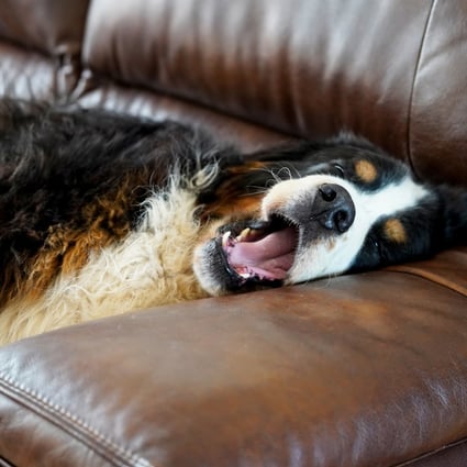 Dogs spend about 10 per cent of their total sleep in the dreaming phase. Photo: Shutterstock