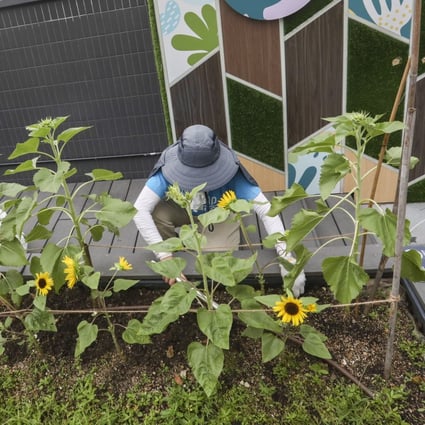 A woman tends to plants at Metroplaza’s organic rooftop farm in Kwai Fong on July 4. Photo: Jonathan Wong