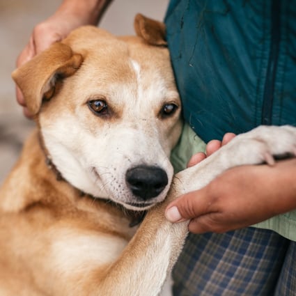 Japanese researchers have found a connection between a dog’s emotions and the volume of tears it produces. Photo: Shutterstock