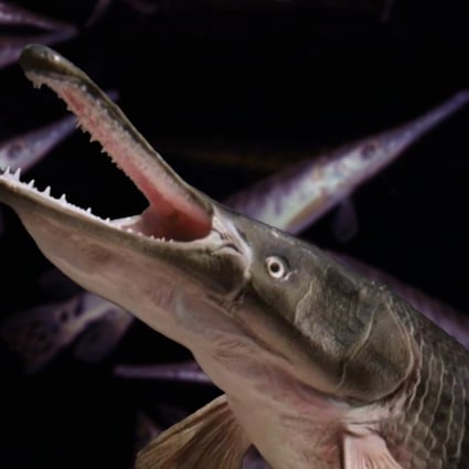 More ‘monster fish’ on the loose: sightings of alligator gar emerge in ...