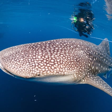 Whale sharks are found in all temperate and tropical oceans around the world, except the Mediterranean Sea, and their local-language names reveal a lot about them. Photo: Getty Images