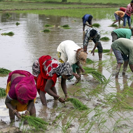 More than 90 per cent of the world’s rice is produced and consumed in the Asia-Pacific region. Photo: Reuters
