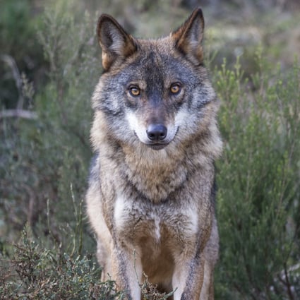 An Iberian wolf, the top predator in Portugal’s Greater Côa Valley and the focus of ongoing human-wildlife coexistence efforts that could boost the area’s nature-tourism income. Photo: Daniel Allen