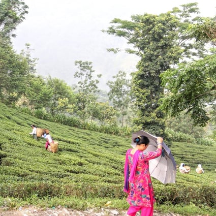 At the Glenburn Tea Estate, near Darjeeling, India, two colonial-era bungalows have been restored to offer eight guest suites and communal living and dining areas. Photo: Kalpana Sunder