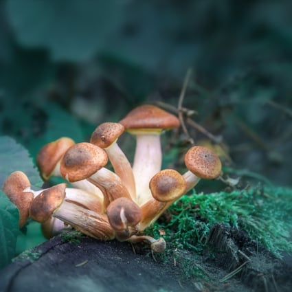 Psilocybin mushrooms and other psychedelics could be key to treating depression, PTSD and other conditions. A new psychedelic retreat has opened in the Netherlands by a former US soldier who benefited from the treatment . 