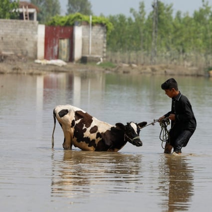 A boy pulls a calf through flood water in Nowshera, Pakistan. Photo: Reuters
