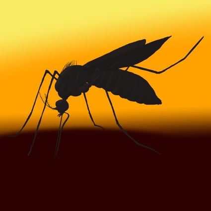 A proposal by deputies to China’s top legislature has called for authorities to wipe out mosquitoes. Experts say the idea won’t fly. Photo: Getty Images