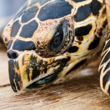The hawksbill turtle, which is in high demand for its brown and yellow shell, accounts for 39 per cent of trafficked sea turtles. Photo: Handout