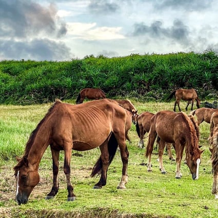 Wild horses graze on a field on Yonaguni Island, Okinawa prefecture. Photo: AFP