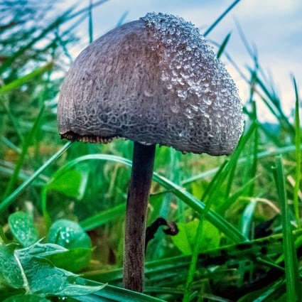 Psilocybin, the psychedelic compound found in magic mushrooms, shows promise in the  treatment of alcohol abuse. Photo: Andrew Hasson/Getty Images