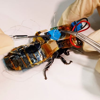 Meet Japan’s cyborg cockroach, coming to a disaster area near you