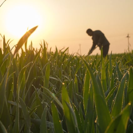 A farmer works in the field in Xingtai, north China’s Hebei Province, April 19, 2022. Photo: Xinhua