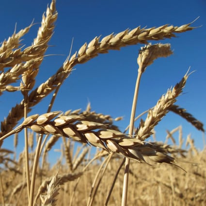 Russia will supply Afghanistan with two million tonnes of wheat as well as petroleum products. Photo: Reuters