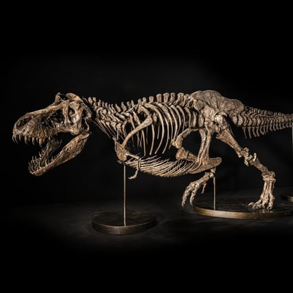 This 12.2-metre-long Tyrannosaurus rex skeleton will be auctioned in Hong Kong in November. Scientists hope the specimen goes to a museum that will keep it available for public viewing and research. Photo: Christie’s
