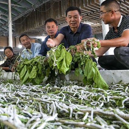 The silkworm was domesticated from its wild ancestor about 5,000 years ago. Photo: Xinhua