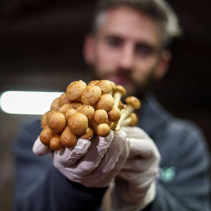 Eclo’s co-founder Quentin Declerck holds mushrooms produced by the company on an urban farm in Brussels. It grows them sustainably using spent grain from breweries and waste bread. Photo: AFP