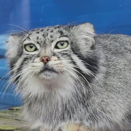 The Pallas’s cat is commonly found in the mountains of Siberia, Tibet and Mongolia and is listed as ‘of least concern’ on the IUCN Red List. Photo: SCMP composite