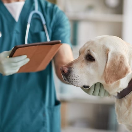 The Consumer Council has received 28 complaints about veterinary services in the first nine months of the year. Photo: Shutterstock