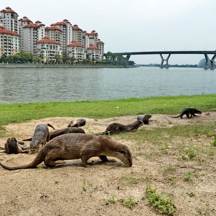 Singapore hopes to relocate its otters, by moving them out of residential estates and to areas where they have access to their natural food sources. Photo: AFP