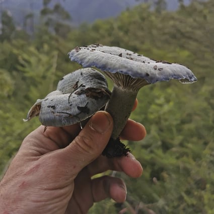 The indigo milk cap mushroom is unusually rich in dietary fibre, though little research has been done on its wider health and nutritional benefits. Photo: Pavel Toropov