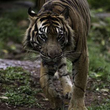 The endangered Sumatran tiger is the last remaining tiger subspecies in Indonesia. Photo: Shutterstock