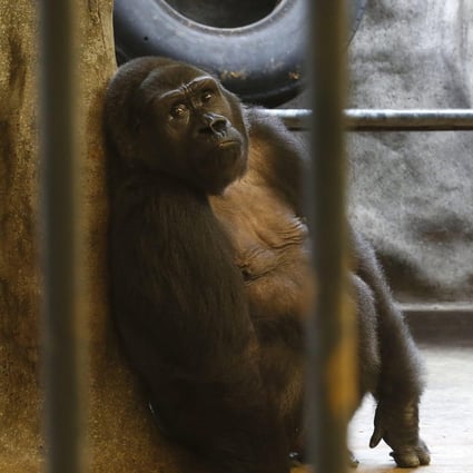 Animal rights activists have long called for the release of Bua Noi (Little Lotus), which has spent more than 30 years in a cage at Pata zoo situated on the seventh floor of a shopping centre in Bangkok. Photo: EPA