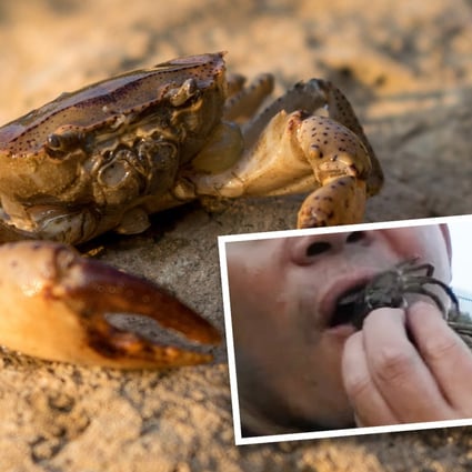 A Chinese father, angered by a crab that pinched his daughter, ate the creature to punish it and ended up in hopsital with multiple parasitic infections. SCMP composite
