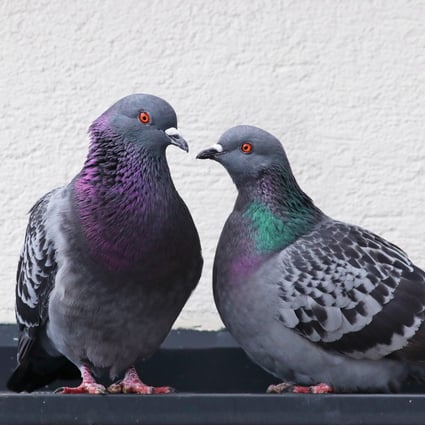 Researchers in China said they achieved 80-90 per cent accuracy in their experiments to get pigeons to follow simple commands, such as turning to the right or left. Photo: Shutterstock