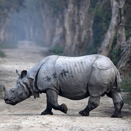 Only 27,000 rhinos remain in the wild, according to the WWF. Photo: EPA-EFE