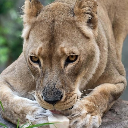 5 lions escape enclosure at Australian zoo, sparking emergency lockdown |  South China Morning Post