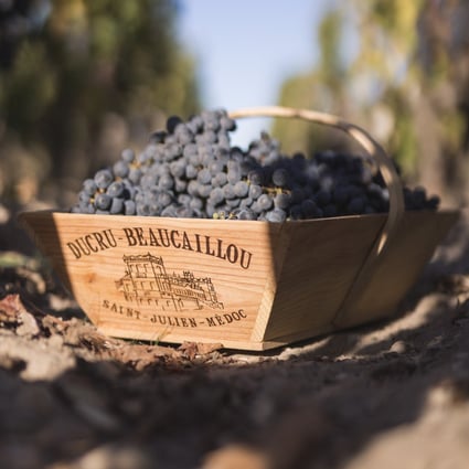 Bordeaux wines are renowned for their consistency, and therefore hold an especially sought-after place in collectors’ cellars. Photo: Chateau Ducru-Beaucaillou