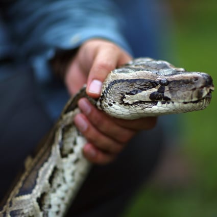 1.5m intact alligator found inside stomach of Burmese python in Florida ...