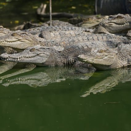 With only about 100 Siamese crocodiles estimated to be living in the wild in Thailand, the species is technically teetering on local extinction. Photo: AP