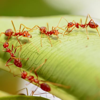 Close-up of fire ants on a leaf. An infestation of millions of fire ants has been discovered in Kauai, Hawaii. Photo: Shutterstock