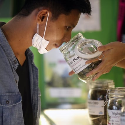 A customer smells cannabis buds at a newly opened coffeeshop and smoking lounge in Bangkok. Revised rules say that only cannabis buds, not the whole plant, will be considered a ‘controlled herb’ in Thailand. Photo: EPA-EFE