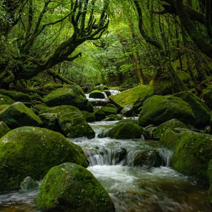 Semitropical Yakushima Island in Japan (above) is home to some of the world’s oldest trees. Visit its forest reserve and other stunning examples such as Germany’s Black Forest and England’s Sherwood Forest to hike, or simply gaze in awe at nature. Photo: Shutterstock