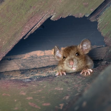 “Being small in size, rats have no fear of the police,” a Mathura officer stated in court after claiming rodents ate a half-ton of drugs. Photo: Shutterstock
