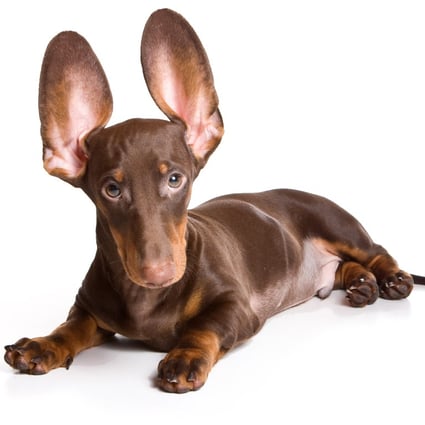 Archaeologists said they found the remains of small dogs similar to dachshund during excavations in the Colosseum in Rome. Photo: Shutterstock
