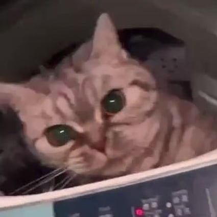 A woman who was found guilty of a charge arising from a video of her cat trapped in a washing machine posted online has won an appeal against her conviction. Photo: Handout