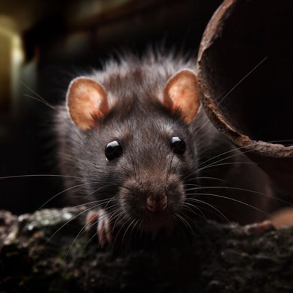 New York Mayor Eric Adams’s administration has posted a job listing for Director of Rodent Mitigation, a position that pays between US$120,000 and US$170,000 a year. Photo: Shutterstock