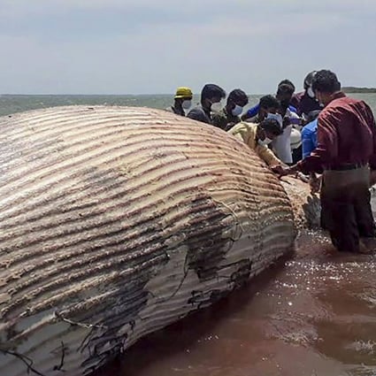 Volunteers check the carcass of a whale that washed ashore in Sri Lanka, one of hundreds of mammals killed after a container ship caught fire and sank off the coast. Photo:  AFP