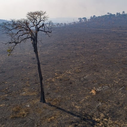  Land recently burned and deforested by cattle farmers stands empty near Novo Progresso, Para state, Brazil. Photo: AP/File