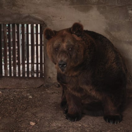 Mark, caged at a restaurant in Albania, has been rescued by an international animal welfare organisation and taken to a sanctuary in Austria. Photo: AP