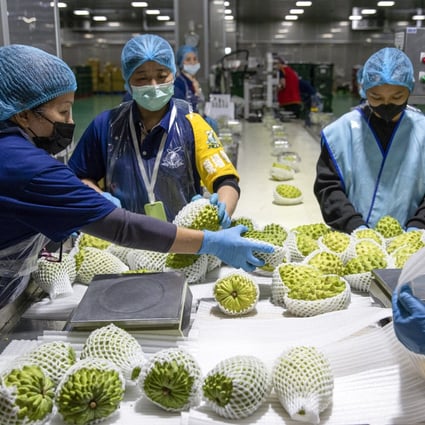 Workers wrap custard apples at a processing facility in New Taipei City. Photo: EPA-EFE