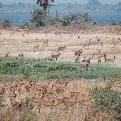 Antelopes graze at the Murchison Falls National Park in northwest Uganda on January 25, 2020. Many Ugandans oppose the plan to drill about 140 oil wells in the park. Photo: AFP