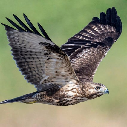 The eastern buzzard is among 35 species of raptors documented in Hong Kong. Photo: Handout