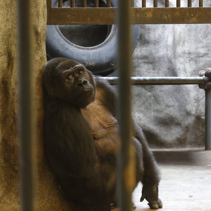Bua Noi (Little Lotus) sits and stares from behind the bars and glass cage at Pata Zoo, situated on the top floor of a shopping centre in Bangkok. Photo: EPA