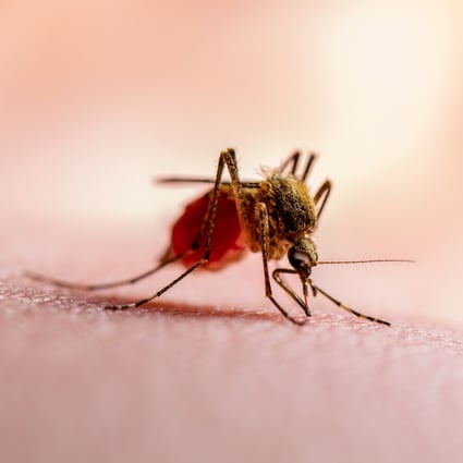 A team of Chinese researchers has harnessed mosquitoes to deliver re-engineered vaccines that could help save animal populations. Photo: Shutterstock Images