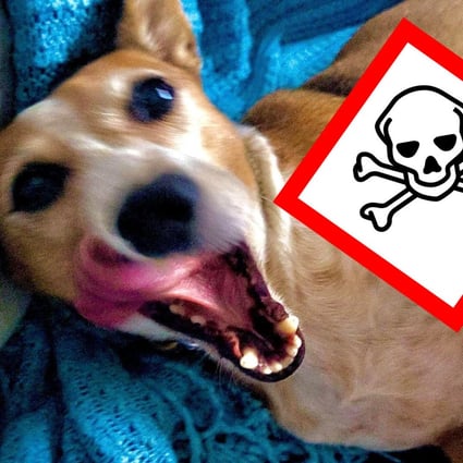 Curse of the canine killers: new Hong Kong dog poisoning death
